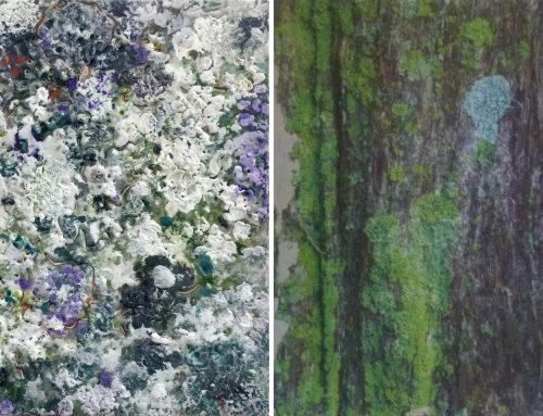 Symbiosis: an Exhibition Inspired by Lichens at Adkins Arboretum